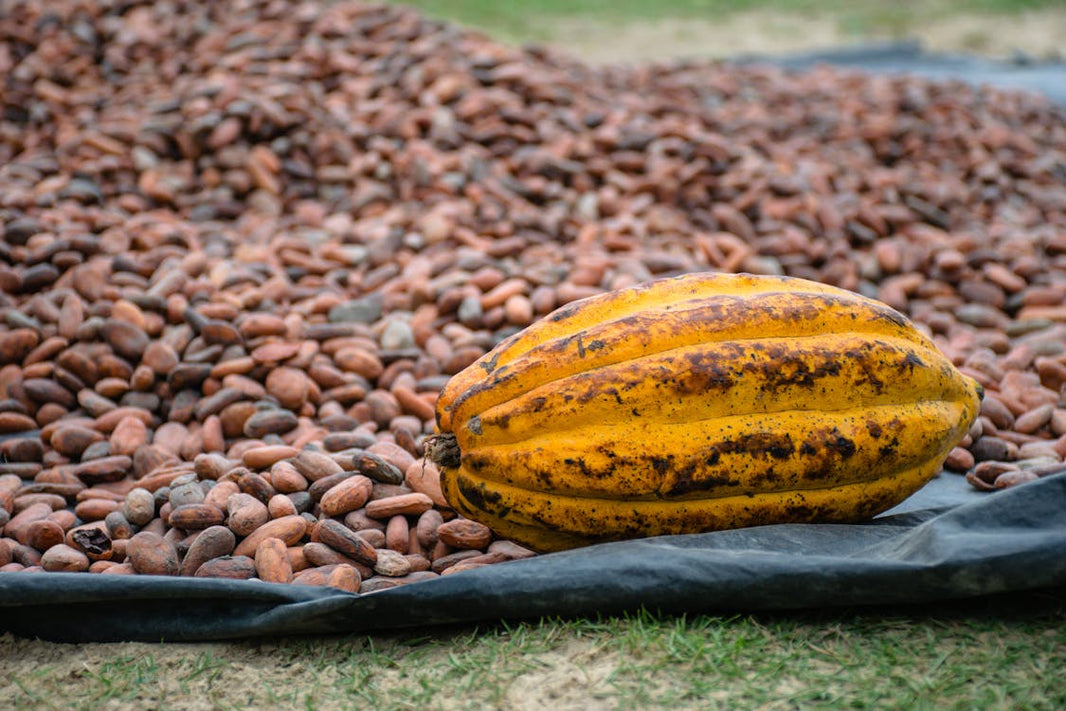 The Real Cost of Craft: Tariffs, Cacao & the Future of Chocolate